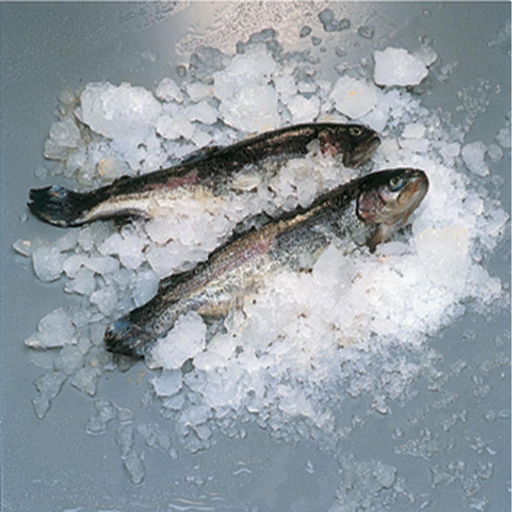 ICE900ISW | Schilferijsmachine 900 kg (zonder reserve) - WATER